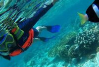 Snorkeling dan Diving